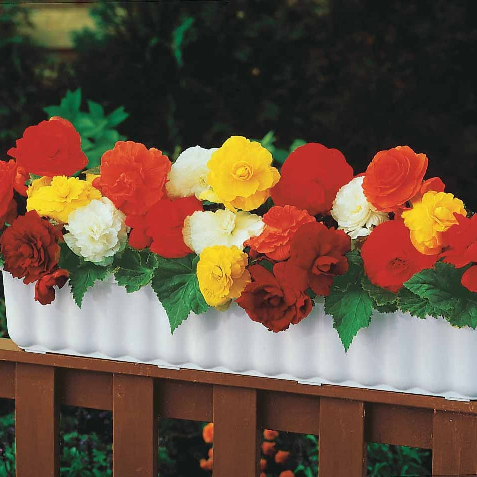  10 Bégonias Doubles En Mélange EXTRA