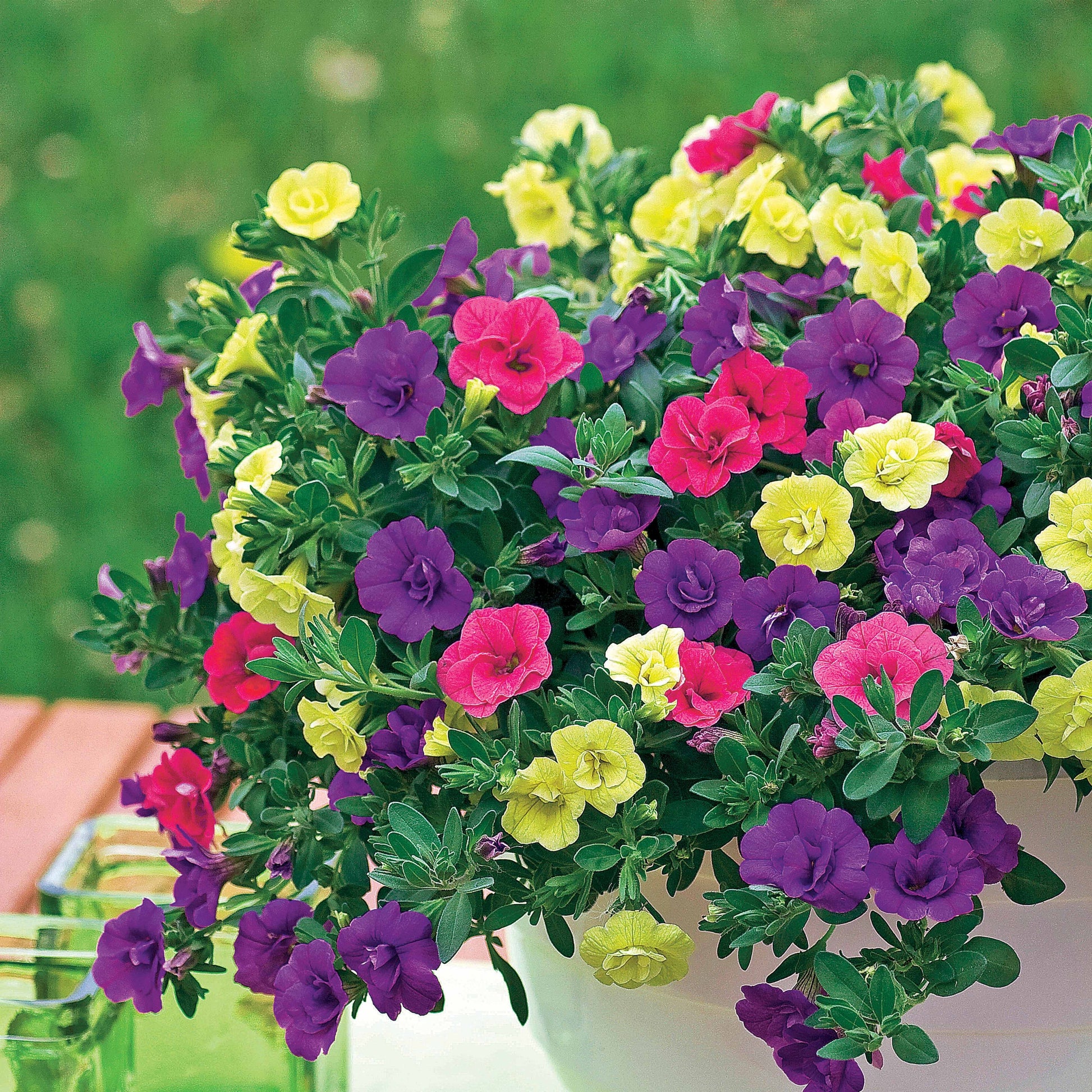  3 Pétunias à Clochettes Doubles En Mélange