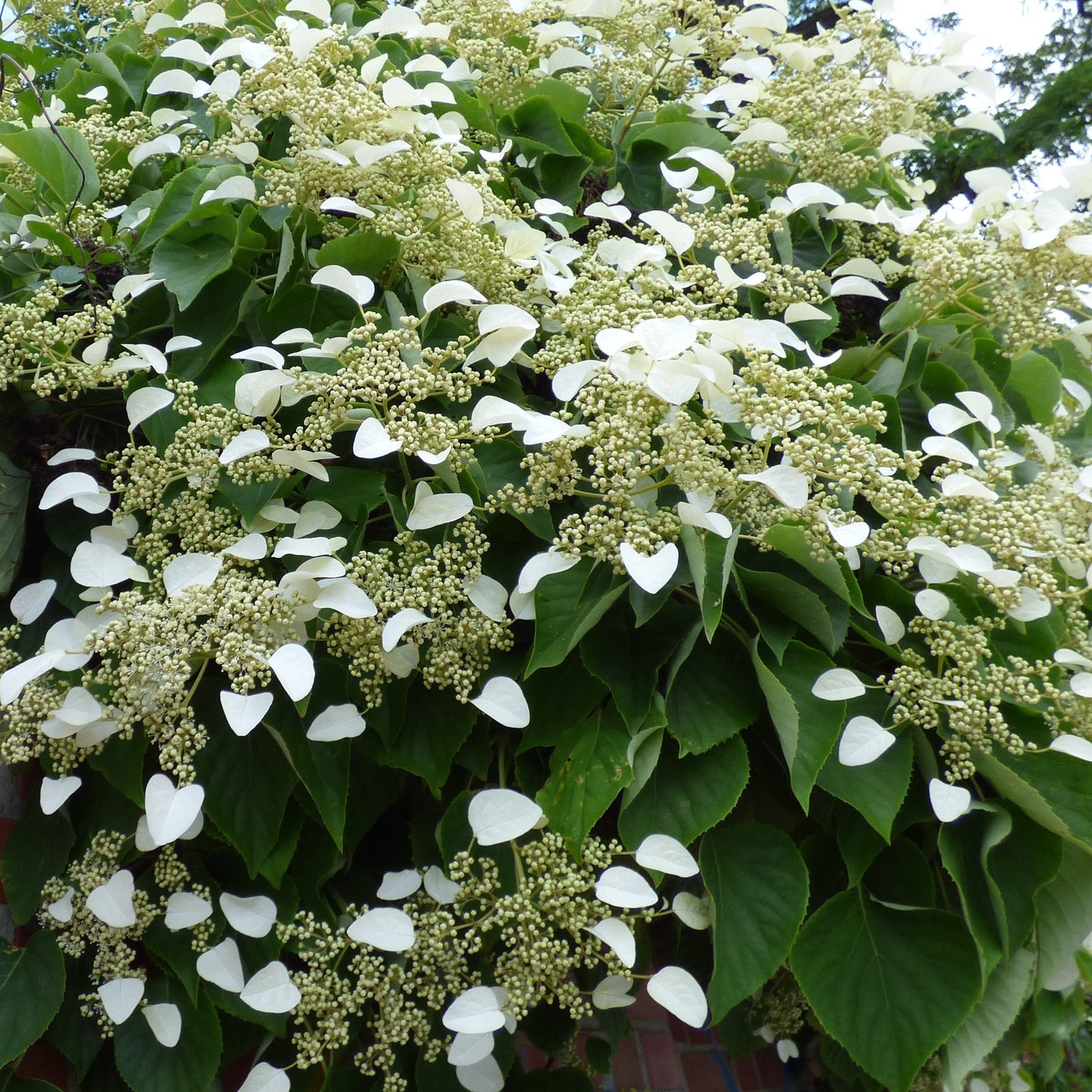  Hortensia Grimpant