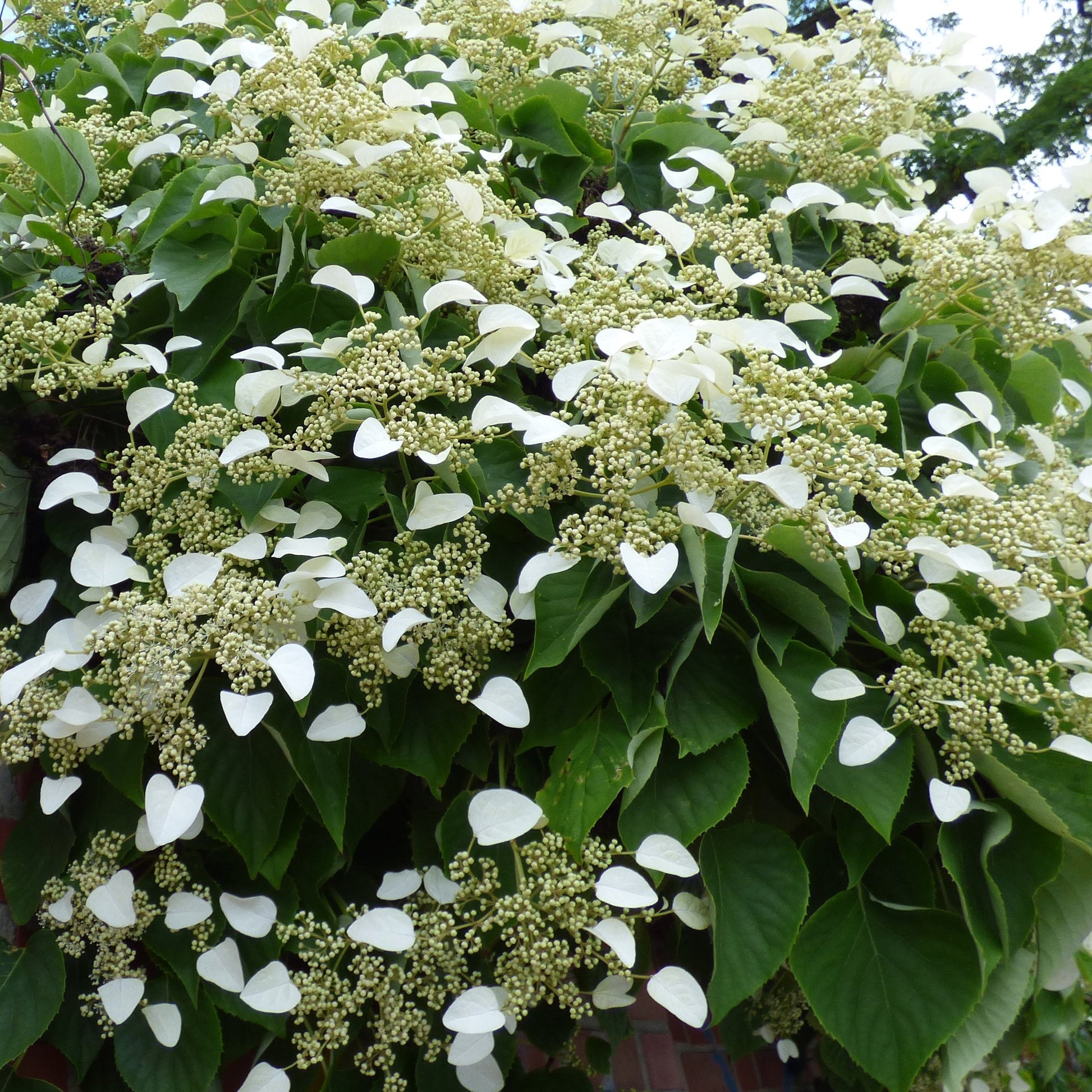  Hortensia Grimpant