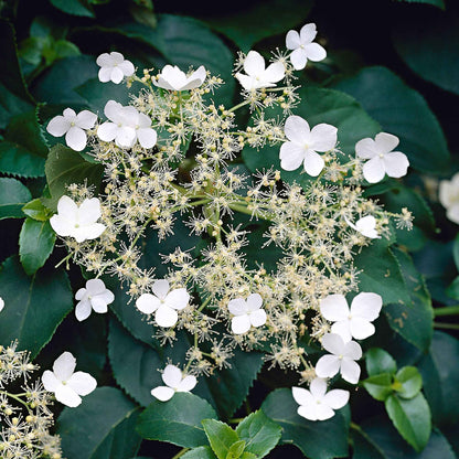  Hortensia Grimpant