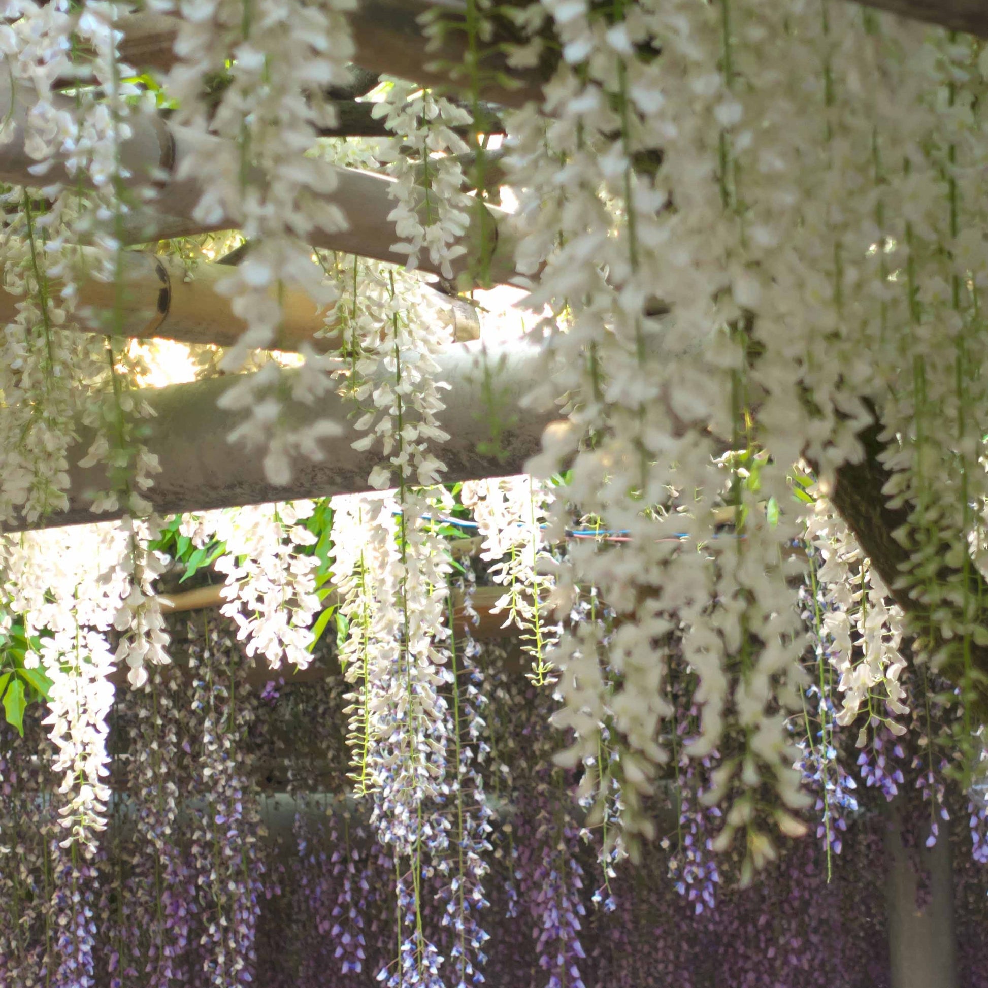  Glycine Blanche
