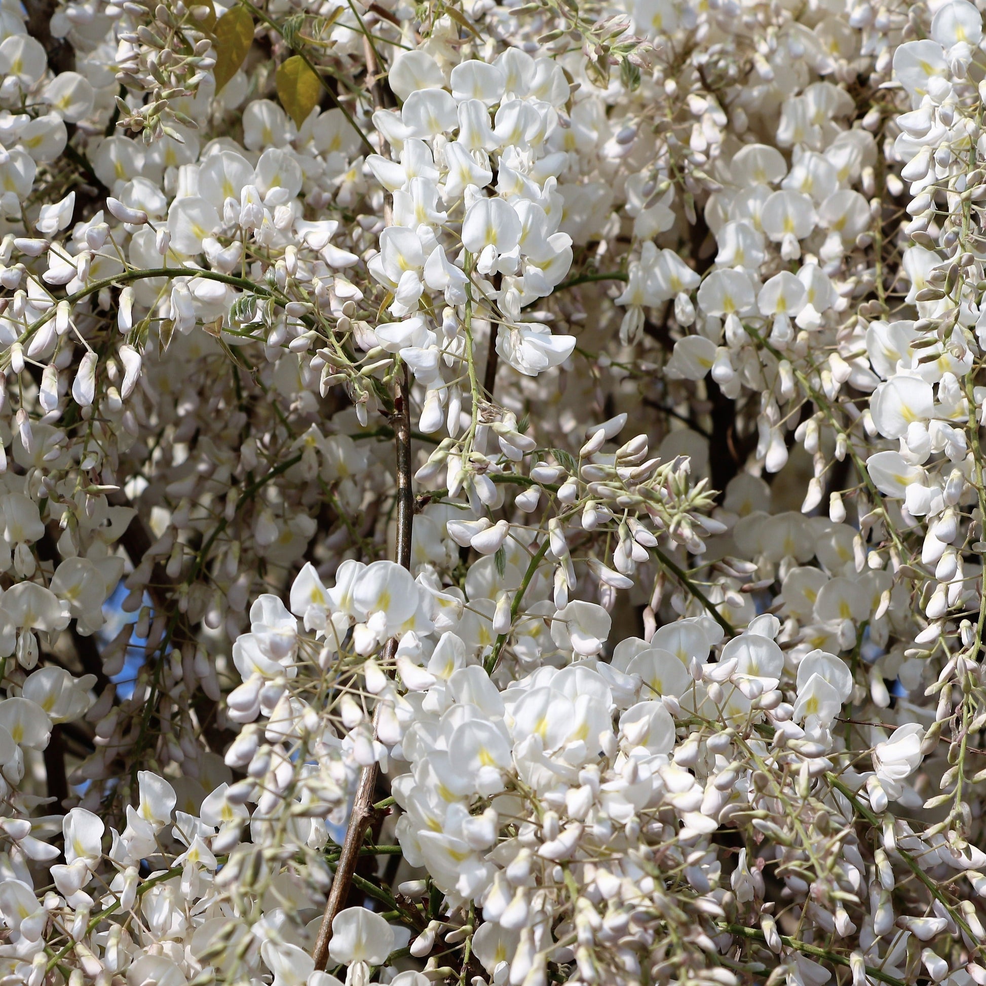  Glycine Blanche