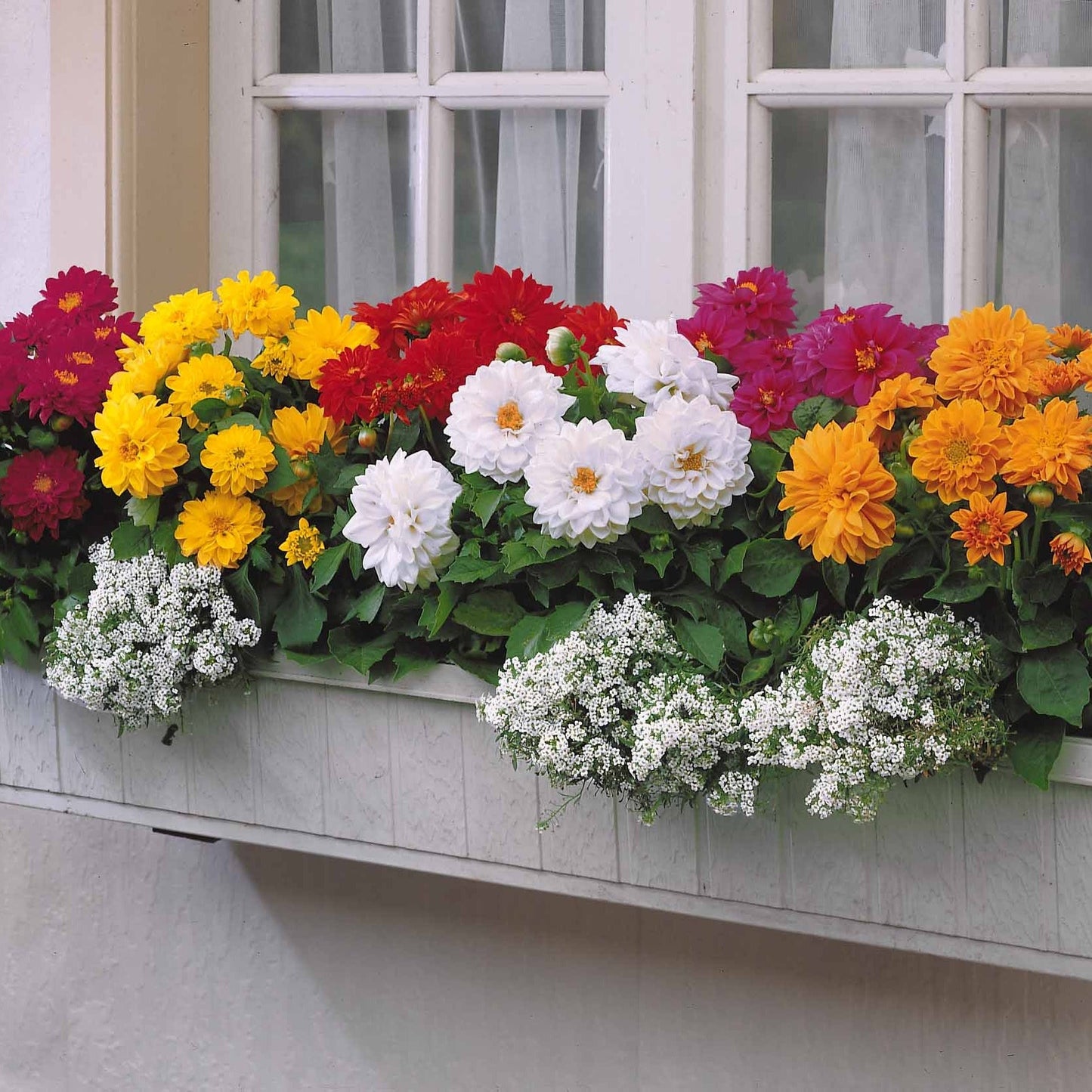  5 Dahlias Nains (rouge, Rose, Blanc, Orange, Jaune)
