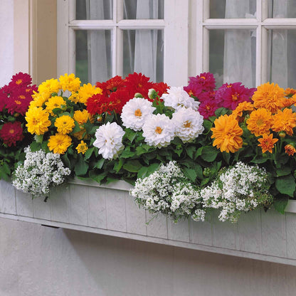  5 Dahlias Nains (rouge, Rose, Blanc, Orange, Jaune)