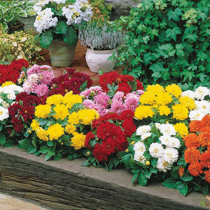  5 Dahlias Nains (rouge, Rose, Blanc, Orange, Jaune)