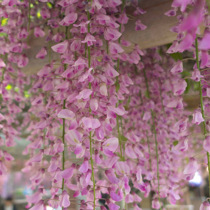  Glycine Rose