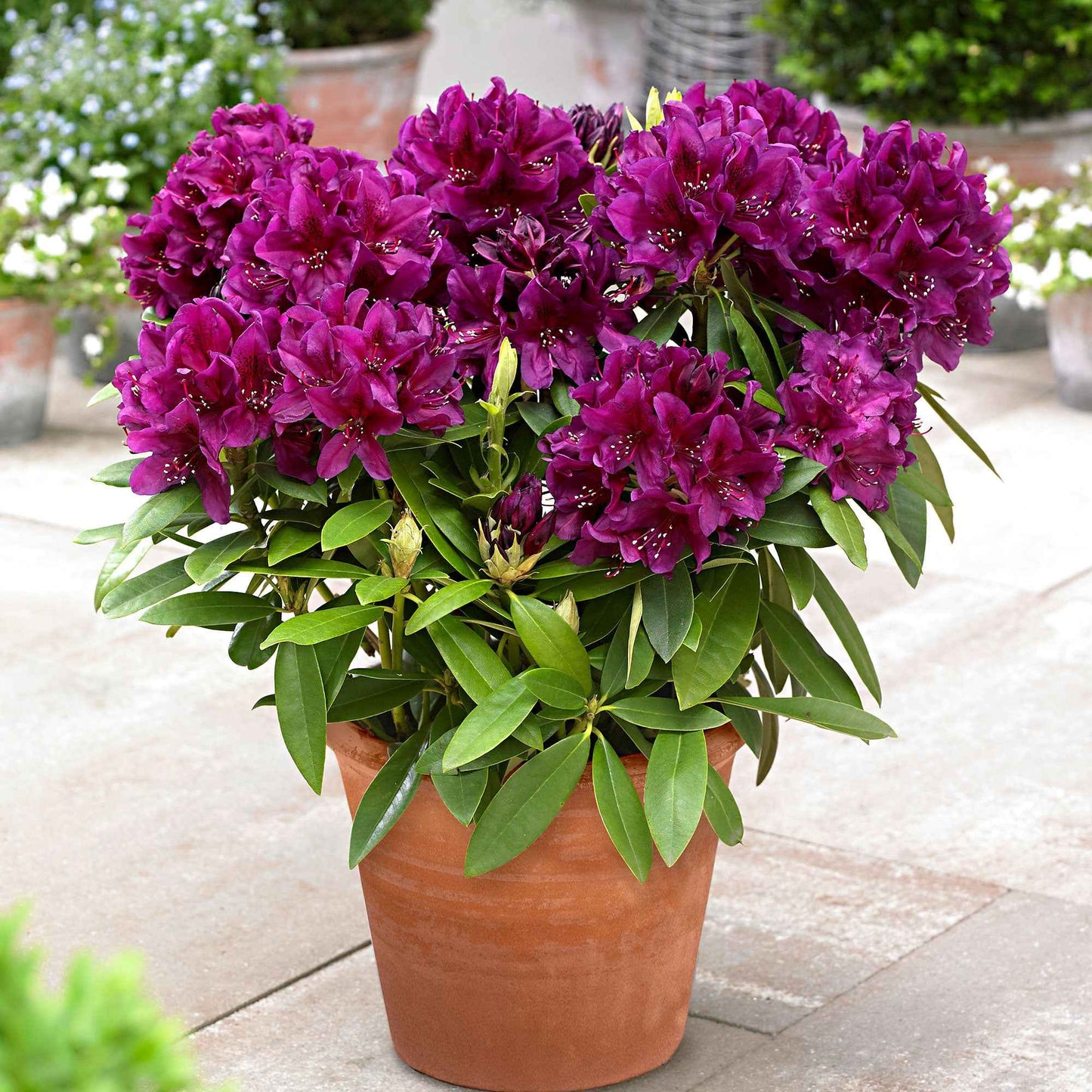  Rhododendron Polarnacht