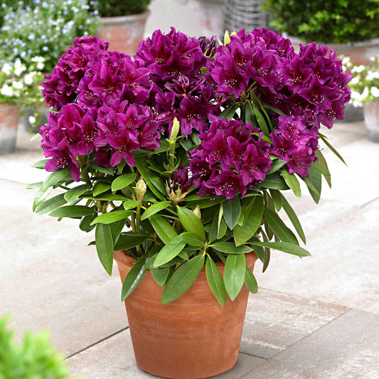  Rhododendron Polarnacht