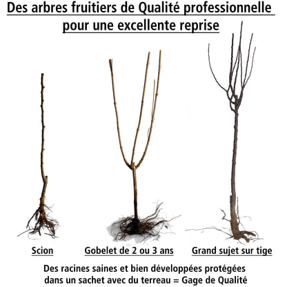  Prunier Reine Victoria