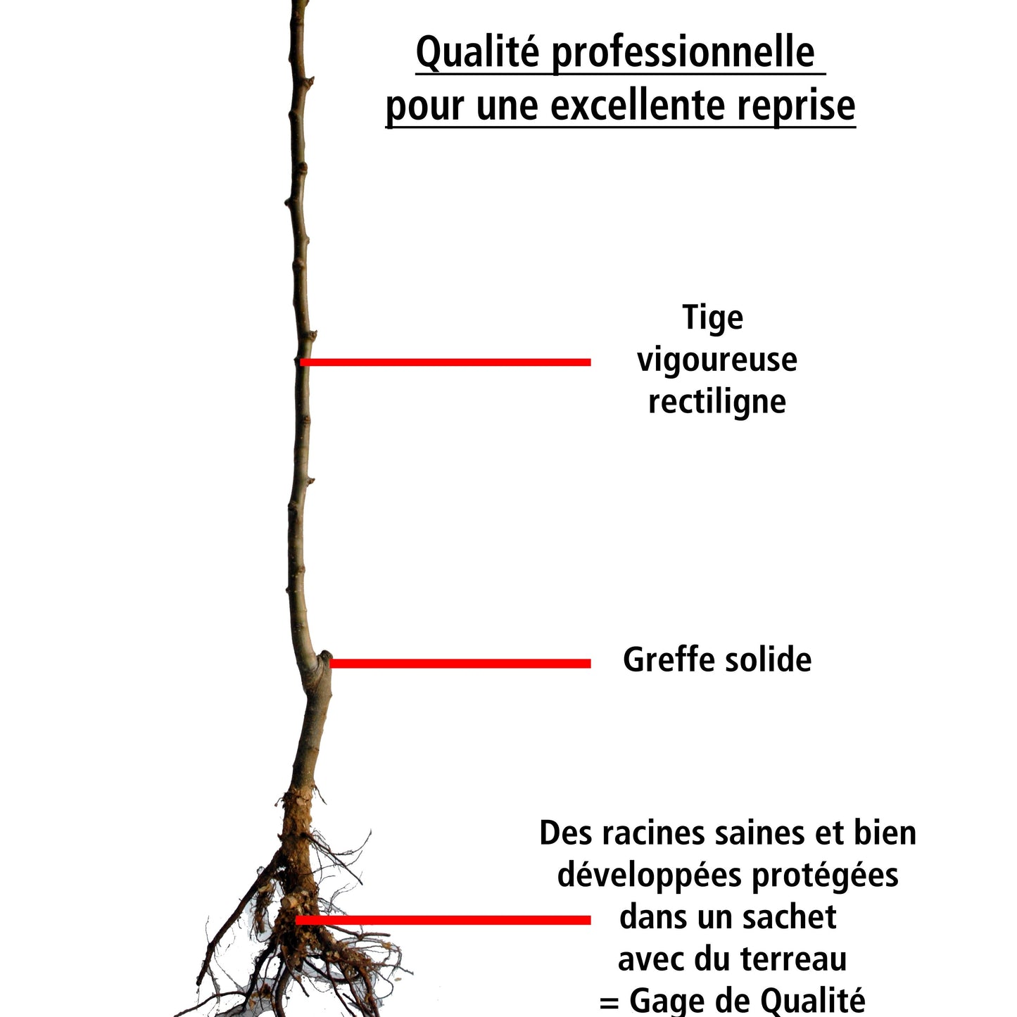  Prunier Reine Victoria
