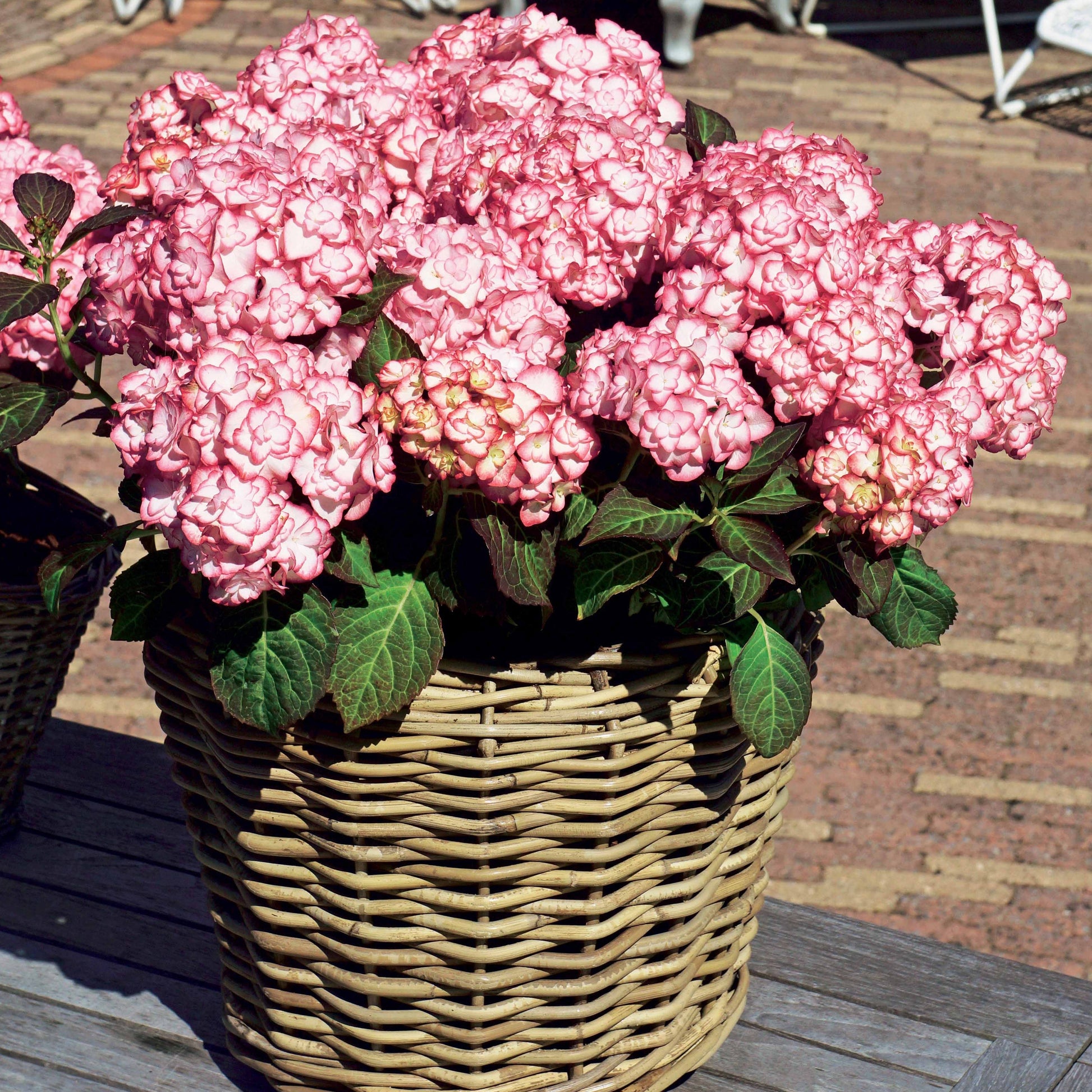  Hortensia Miss Saori