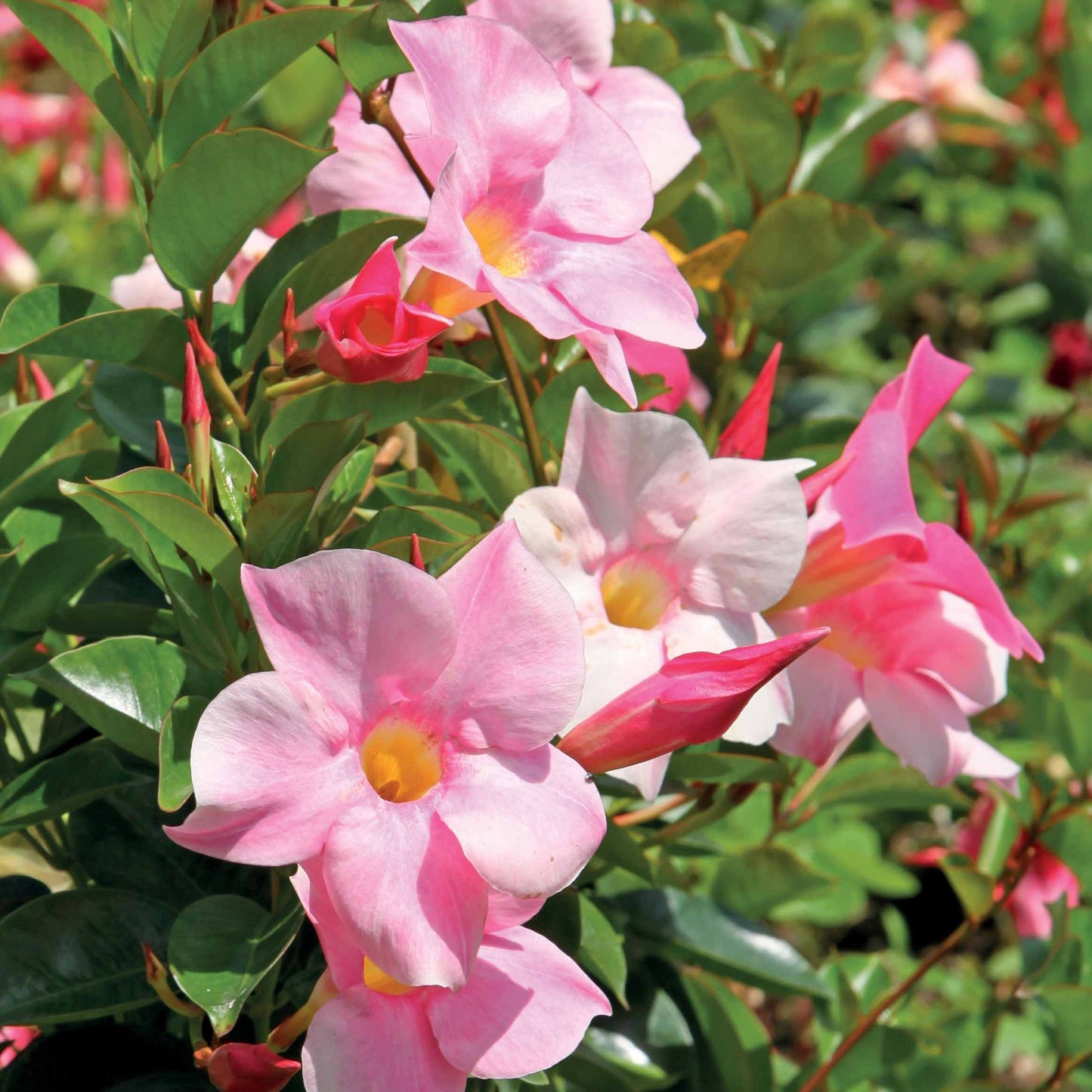  Jasmin Du Brésil Rose - Dipladenia