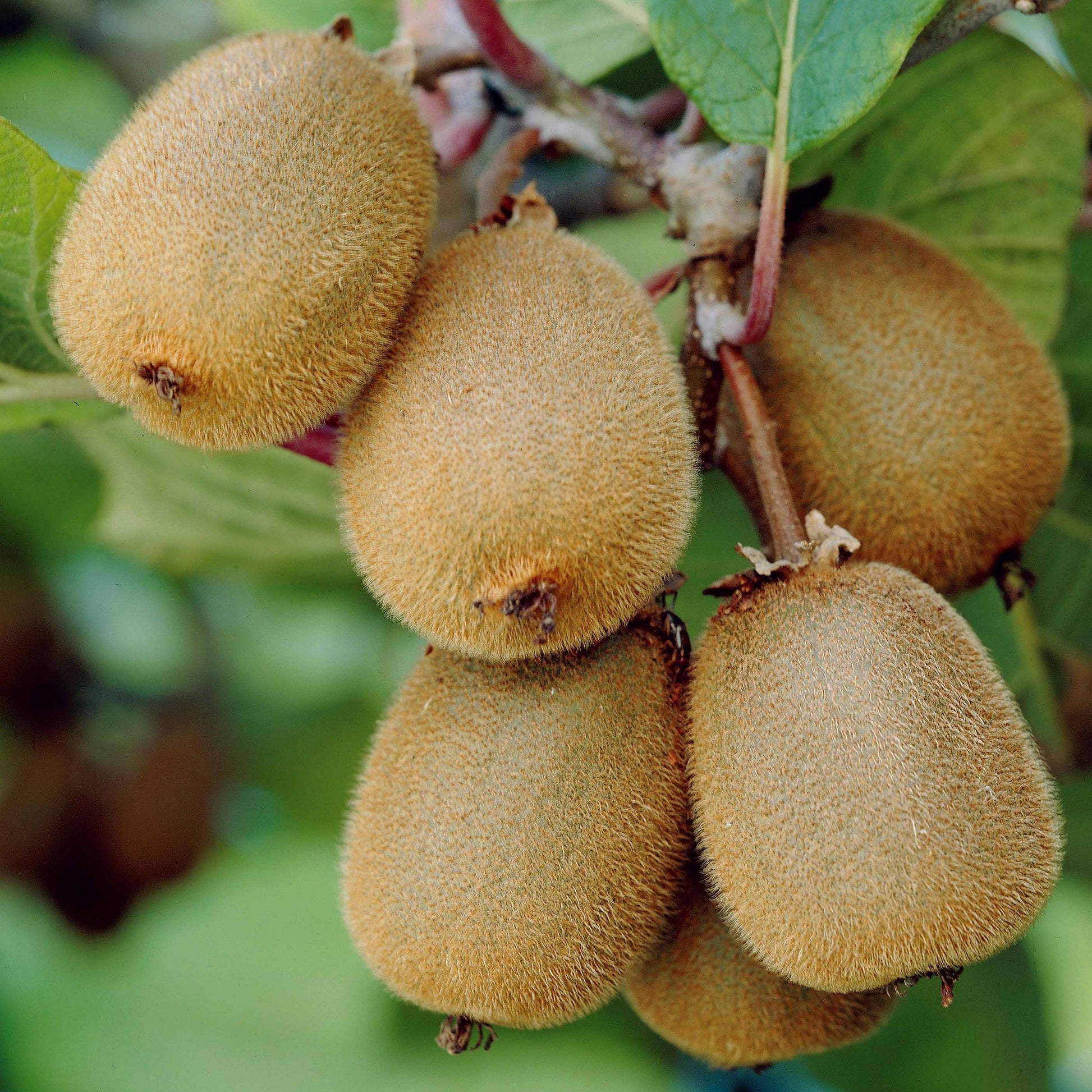  Kiwi Autofertile Solissimo Renact