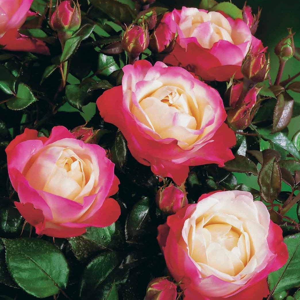  Rosier Buisson Nostalgie ®