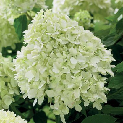  Hortensia Paniculé Little Spooky