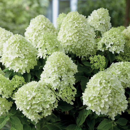  Hortensia Paniculé Little Spooky