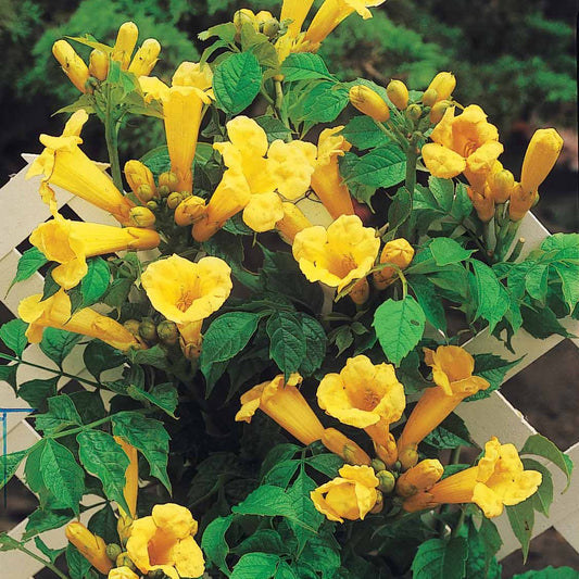  Bignone Trompette Jaune