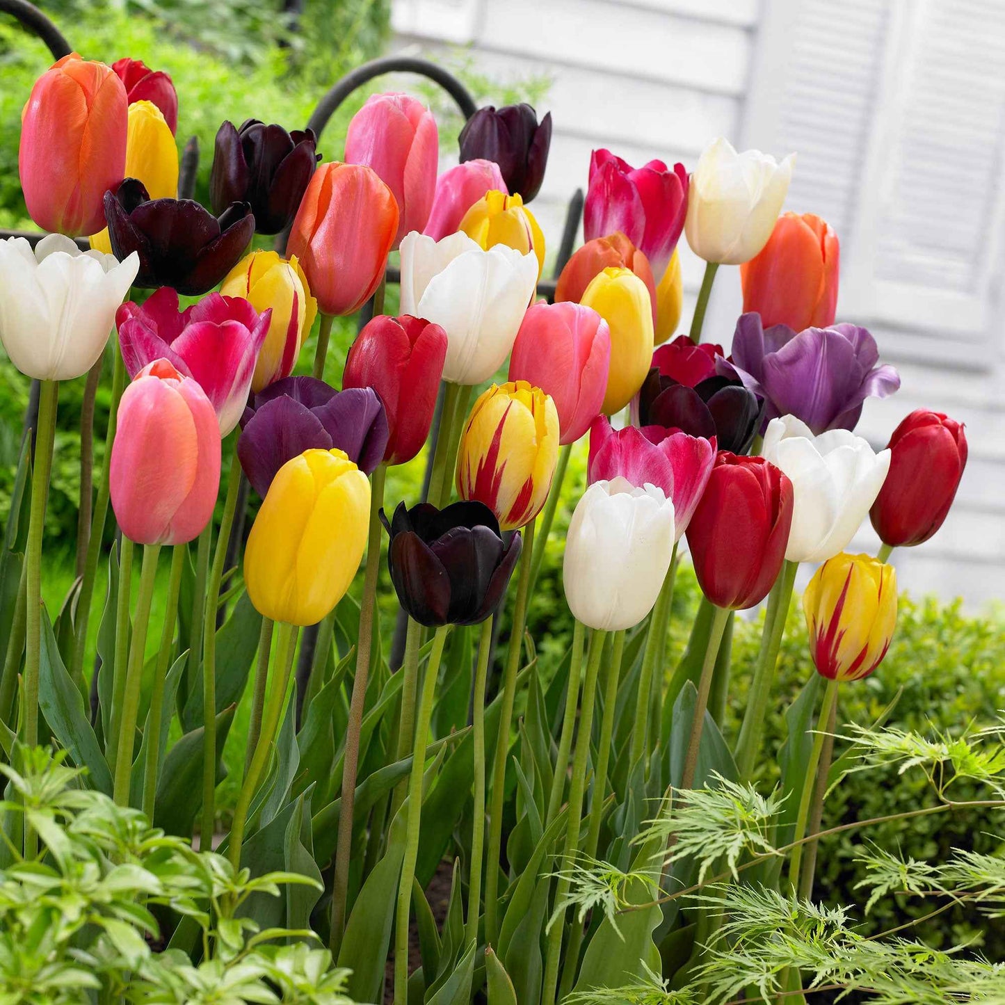  30 Tulipes 60 Days Of Tulips En Mélange