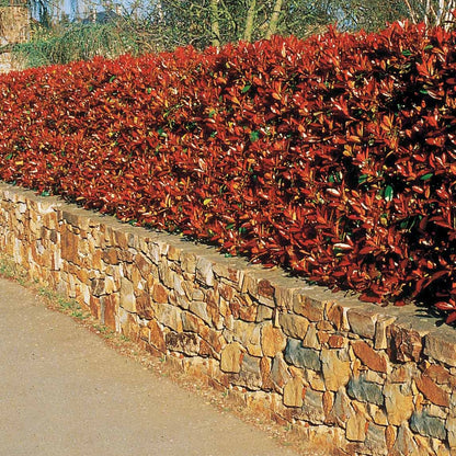  Haie De 3 Photinias Red Robin