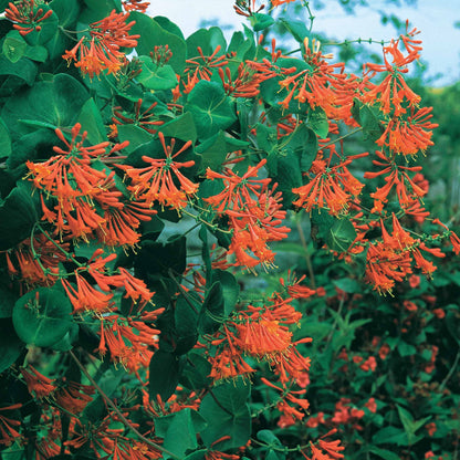  Chèvrefeuille Grimpant Dropmore Scarlet