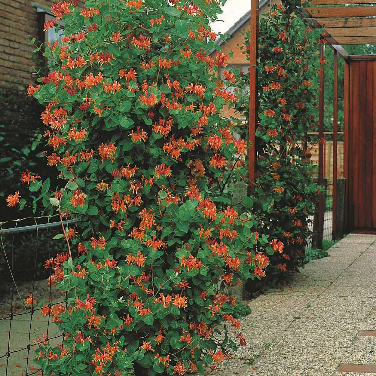  Chèvrefeuille Grimpant Dropmore Scarlet