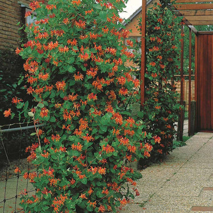  Chèvrefeuille Grimpant Dropmore Scarlet