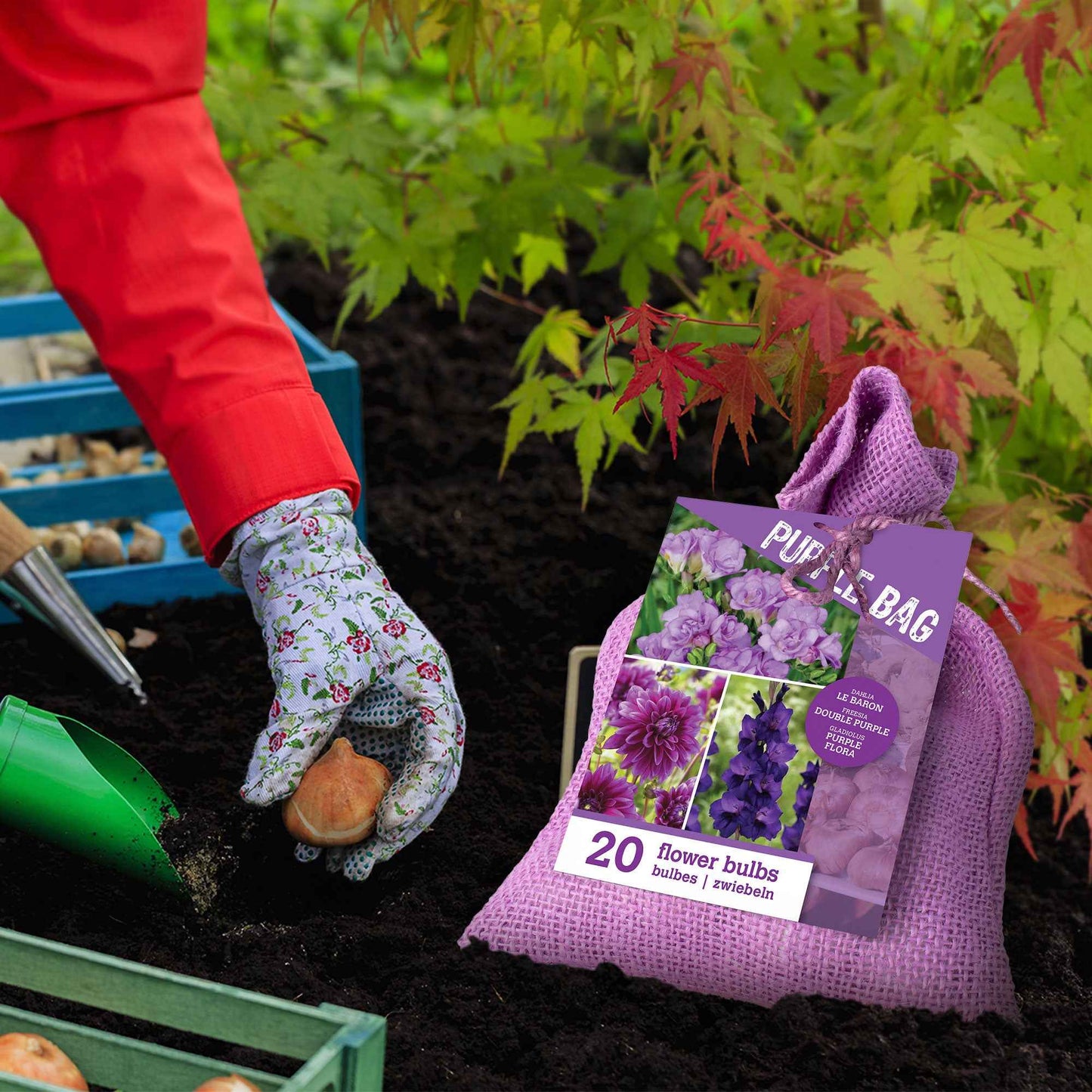  20 Bulbes De Fleurs The Purple Bag En Mélange