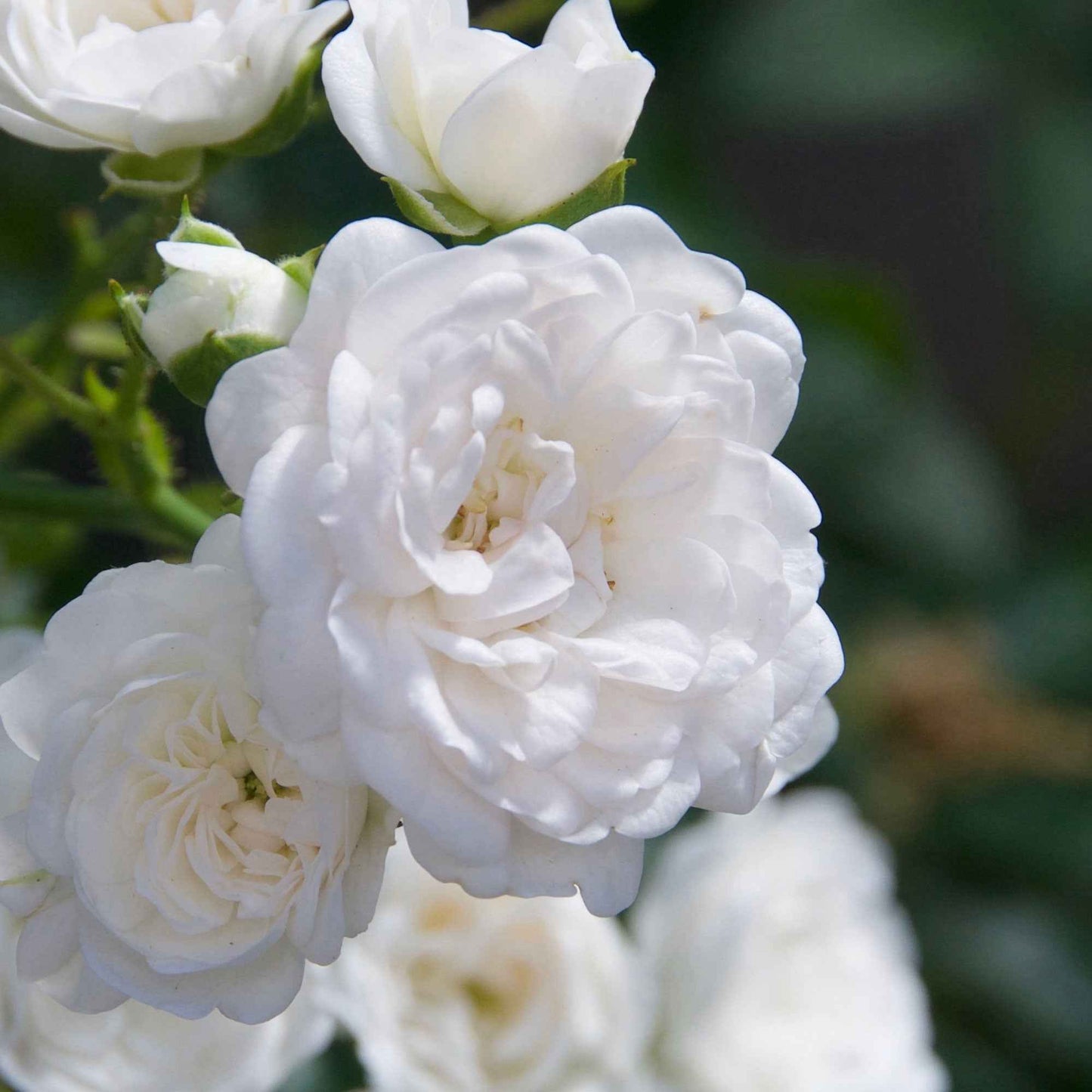  Rosier Crystal Fairy ®