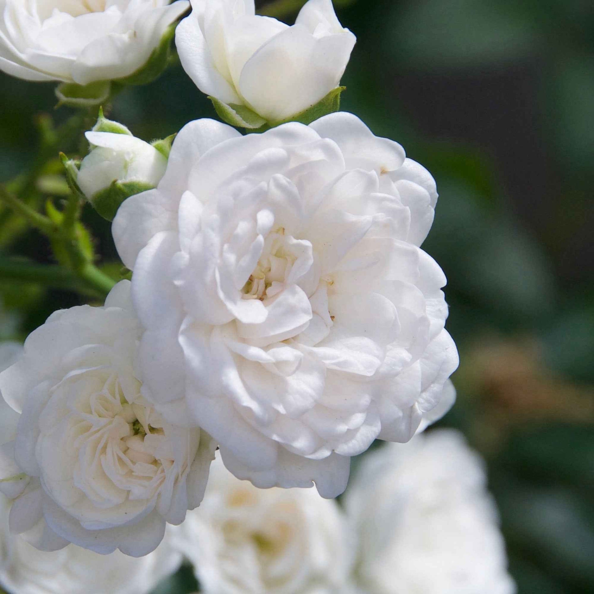  Rosier Crystal Fairy ®