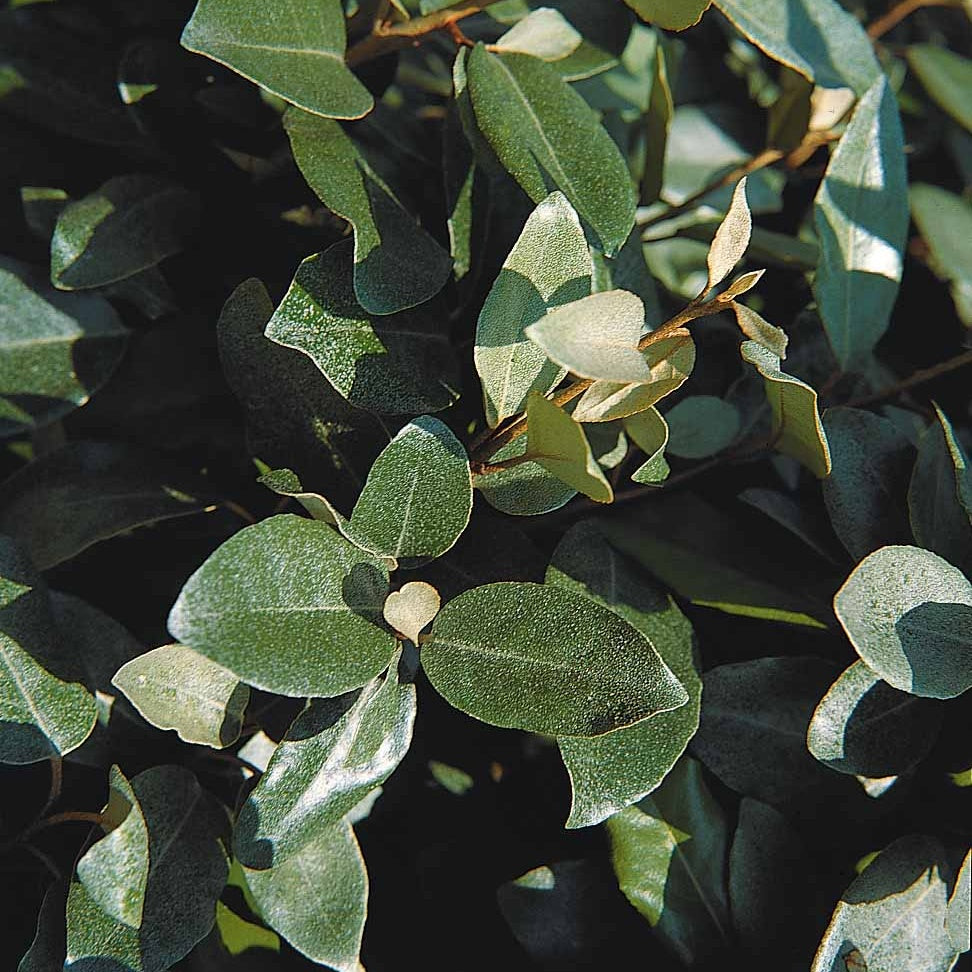  Eleagnus