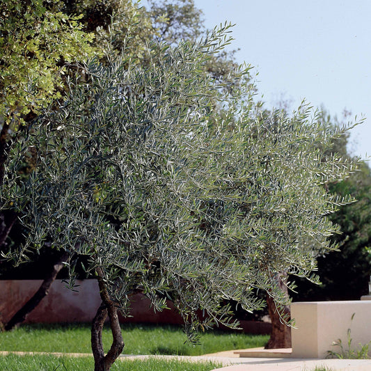  Olivier - Olea Europaea
