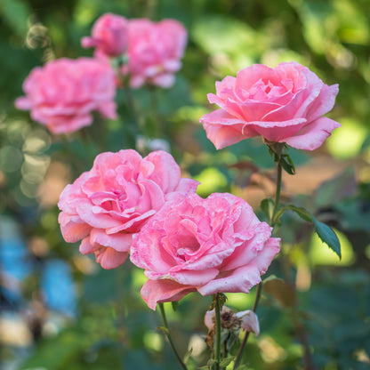  Rosier Queen Elisabeth