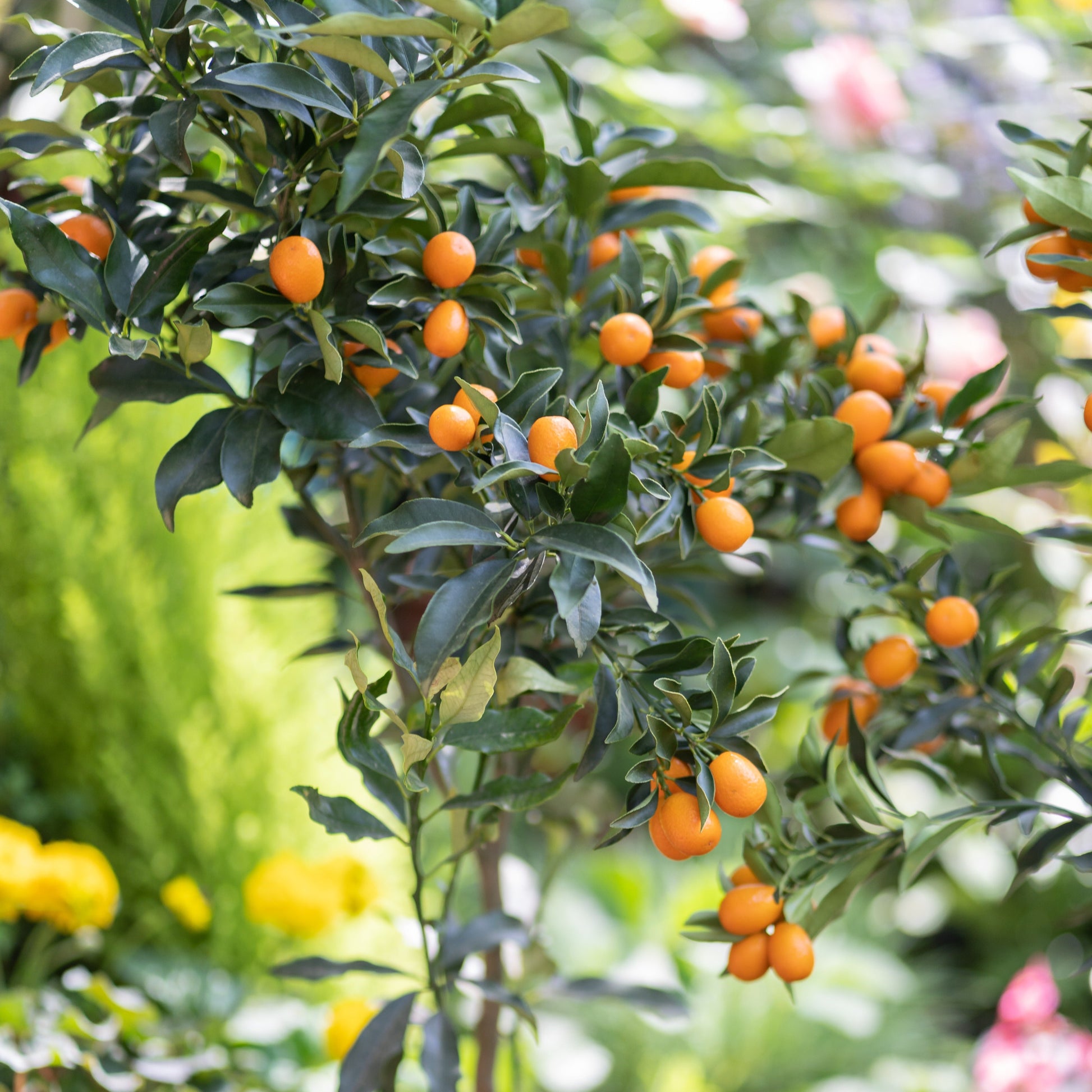  Kumquat