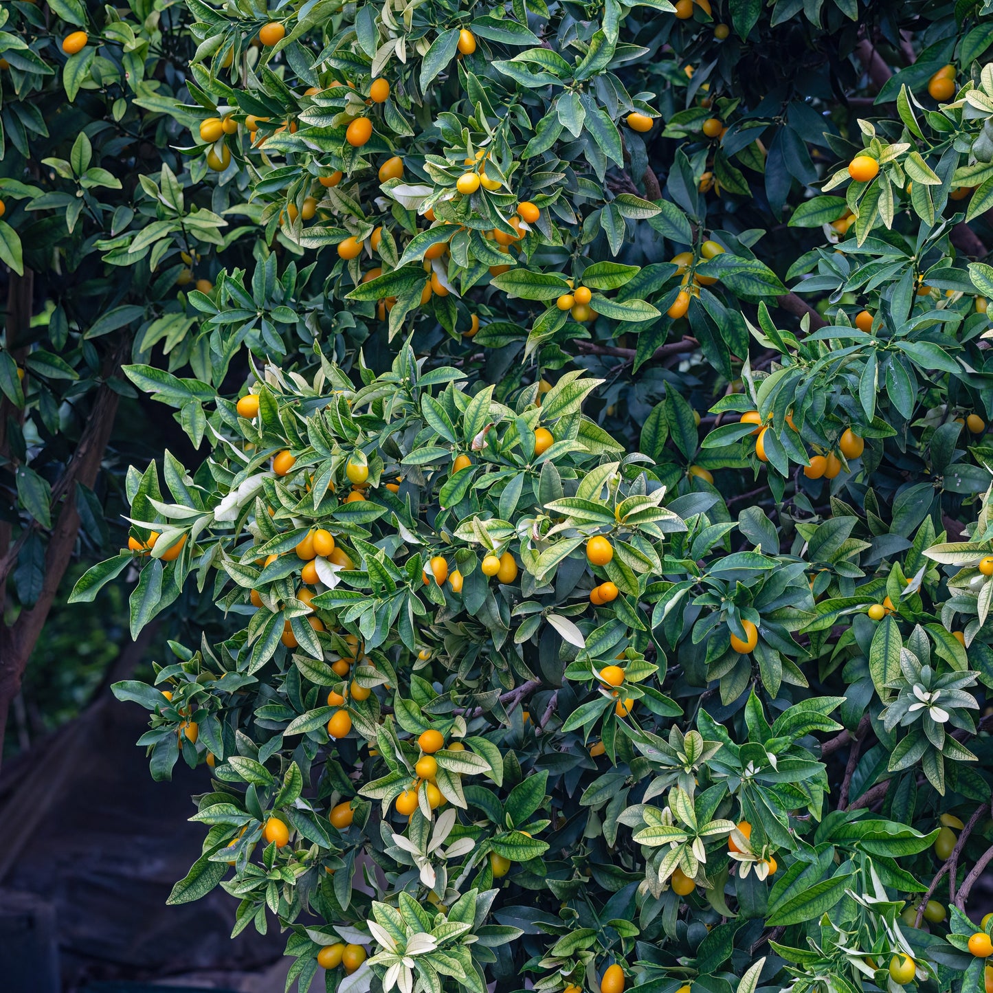  Kumquat