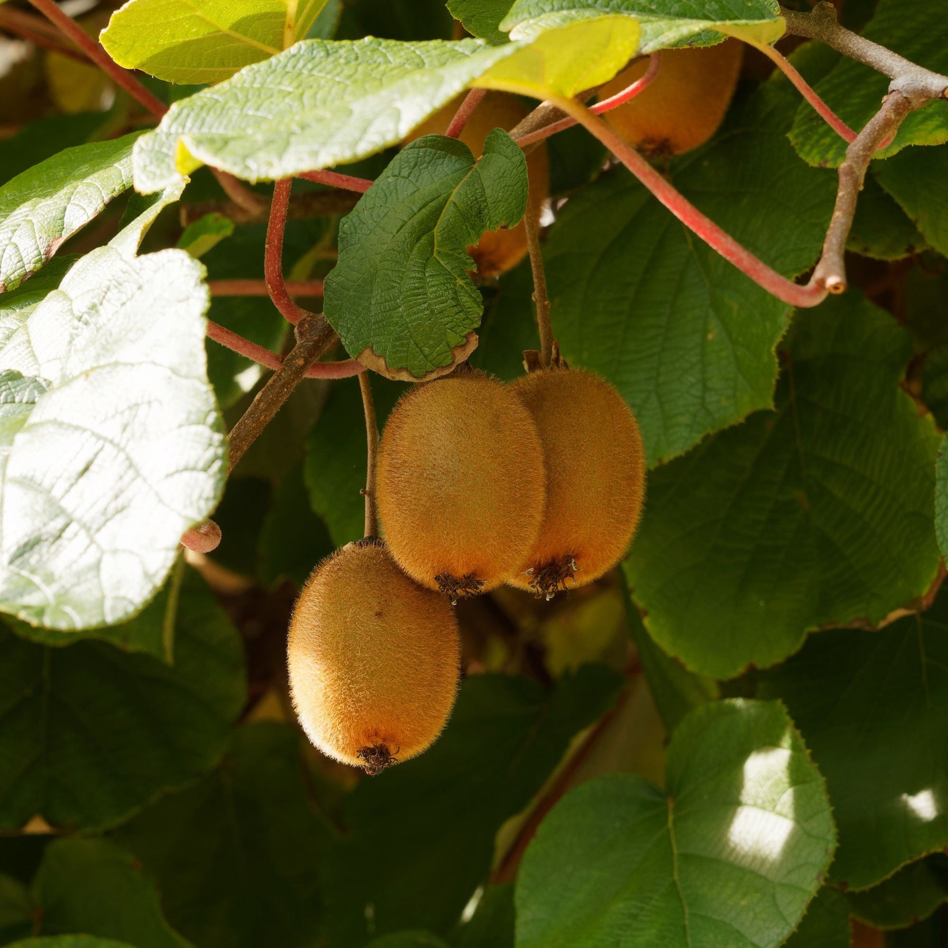  Kiwi Autofertile Solissimo Renact