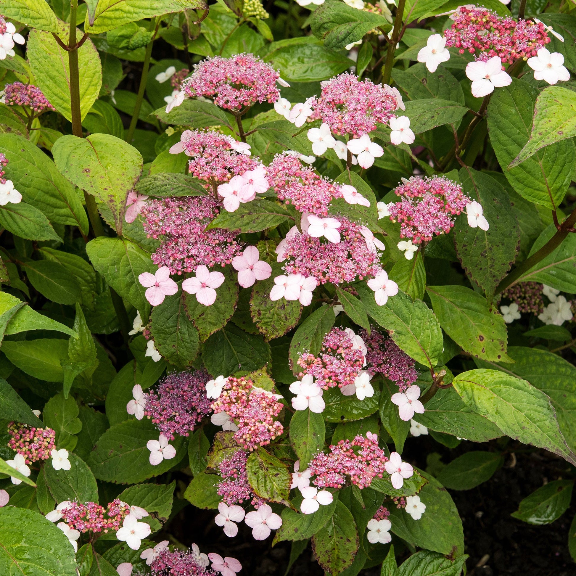  Hortensia été Indien