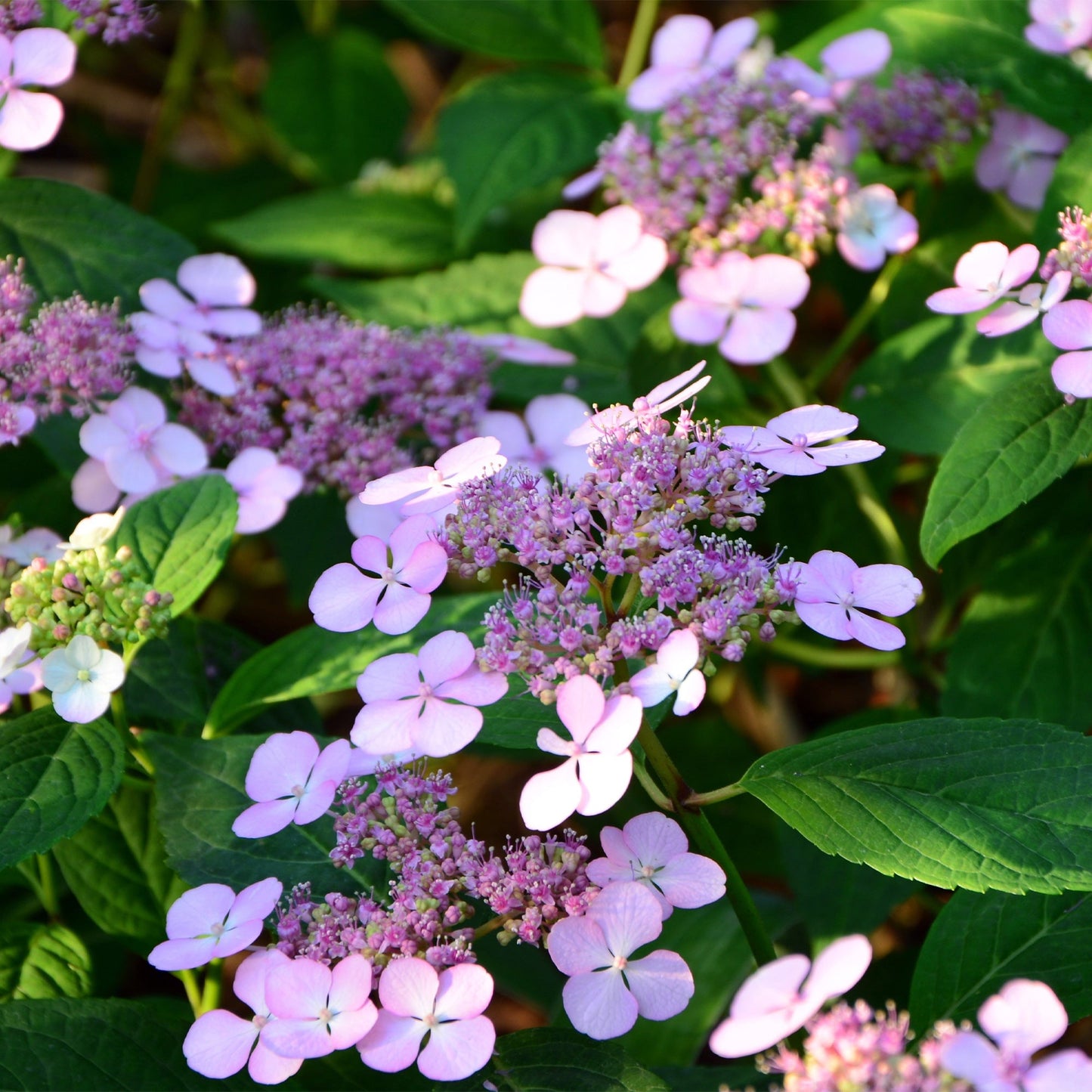  Hortensia été Indien