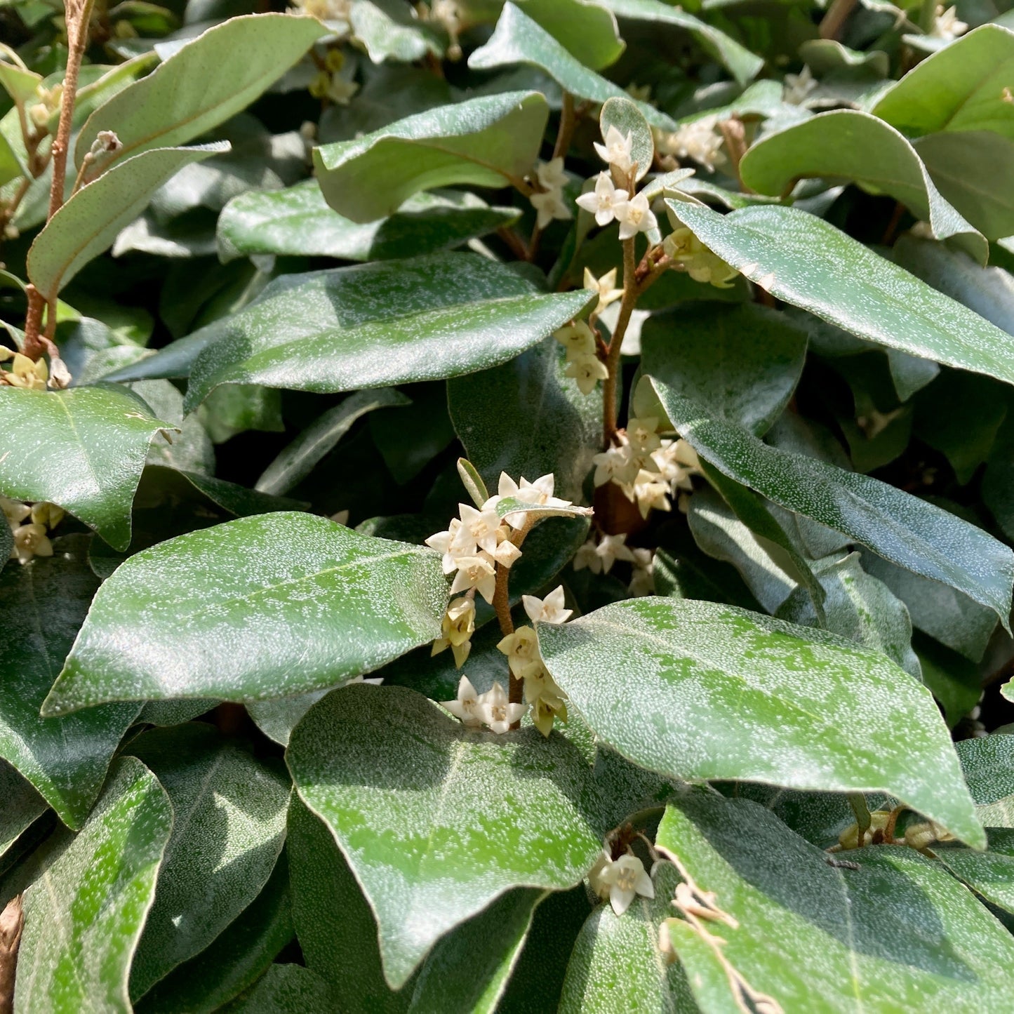  Eleagnus