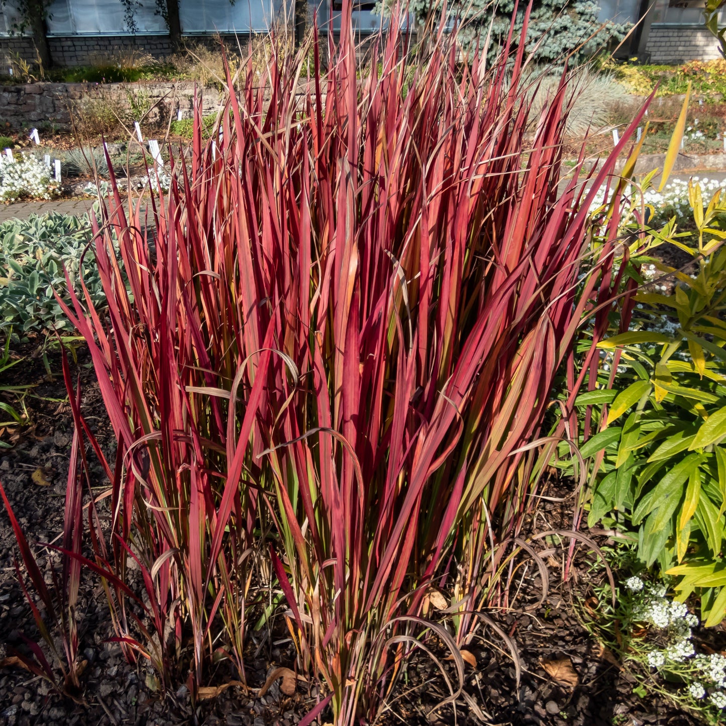 Collection De 7 Plantes Vivaces à Feuillages Originaux