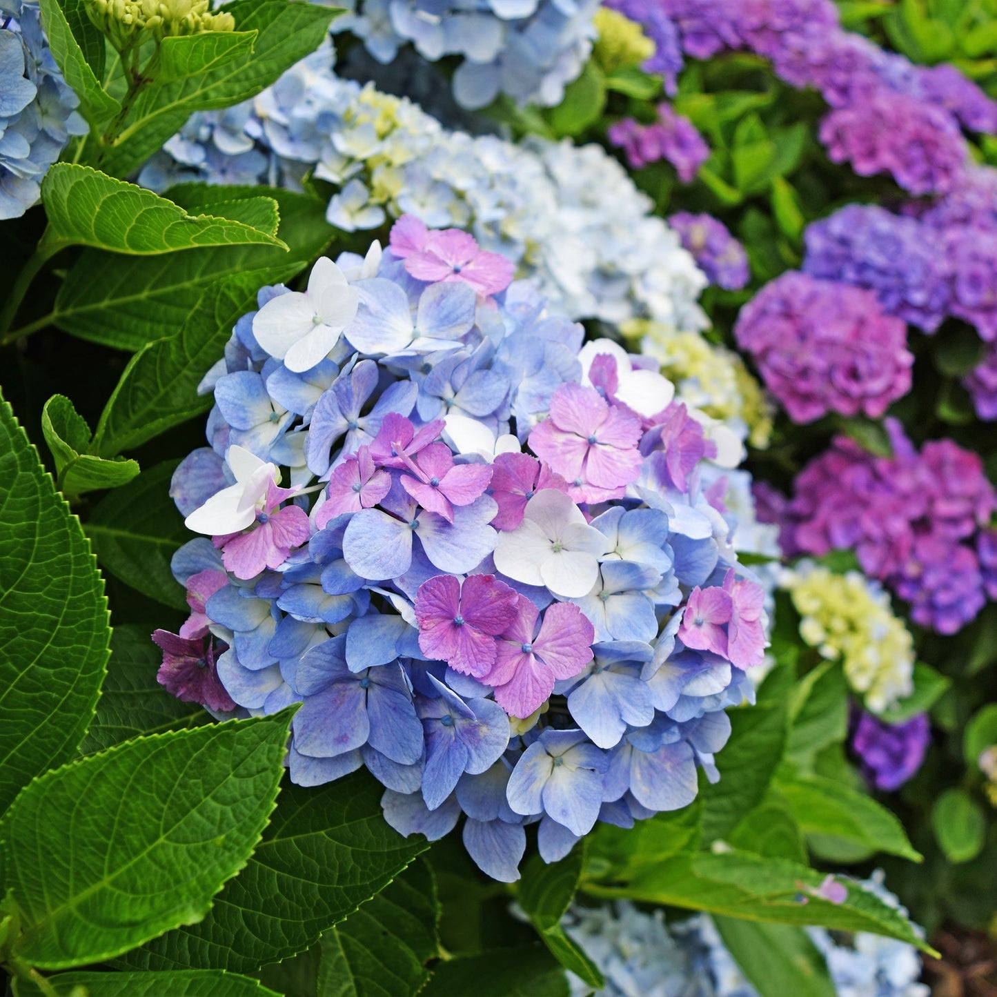  Hortensia Tricolore