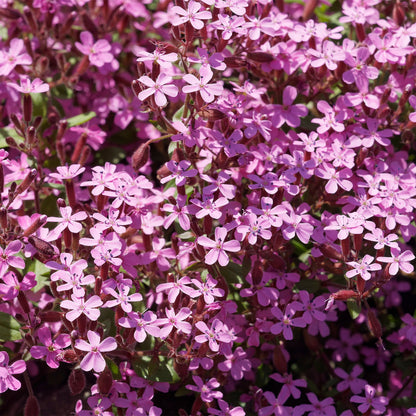  Collection De 15 Plantes Vivaces Rampantes - 2 M²