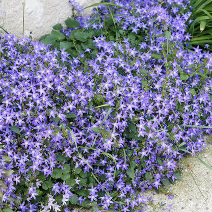  Collection De 15 Plantes Vivaces Rampantes - 2 M²