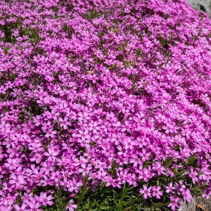  Collection De 15 Plantes Vivaces Rampantes - 2 M²