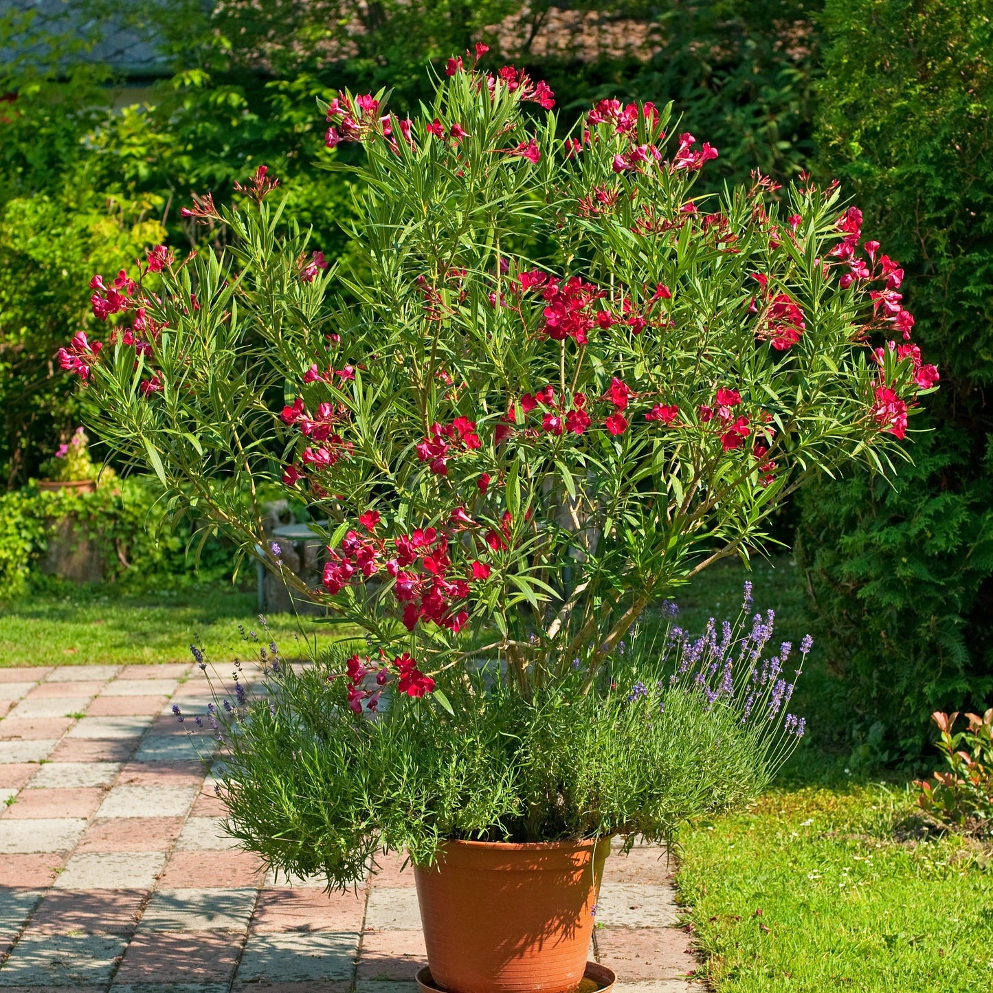  Laurier-rose Rouge