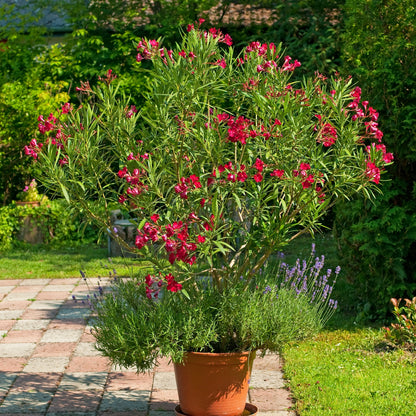  Laurier-rose Rouge