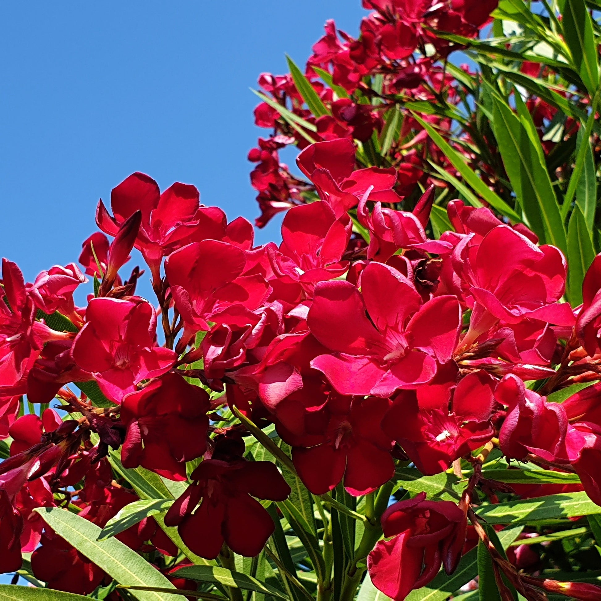  Laurier-rose Rouge
