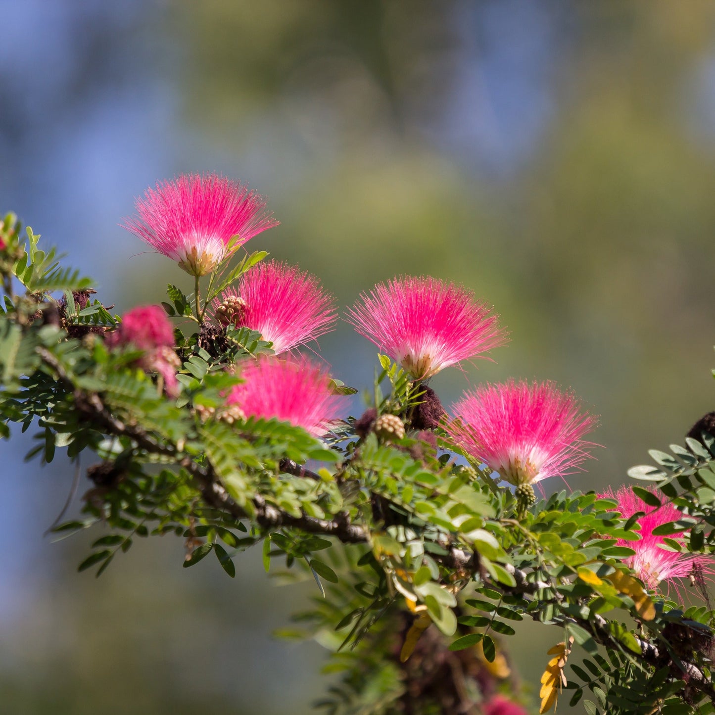  Calliandra Surinamensis Pink Powder Puff Sur Tige