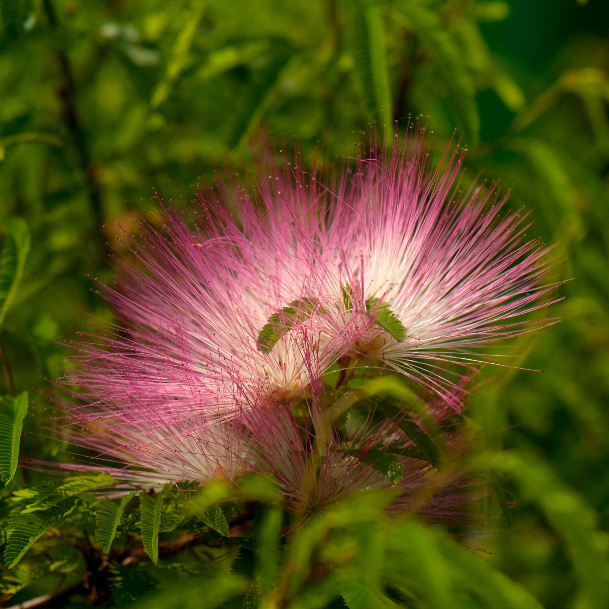  Calliandra Surinamensis Pink Powder Puff Sur Tige