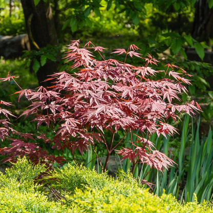  Collection De 3 Arbustes Pour Terrasse Et Jardin Japonais